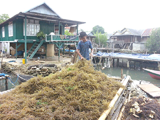 Seaweed industry dying due to kidnappings